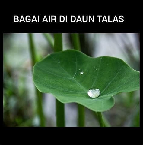Air Di Daun Talas images - Shutterstock - wintechmobiles.com