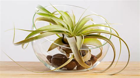 Air Plant & Tillandsia Containers - Wood - Ceramic - Metal - muktibox.com