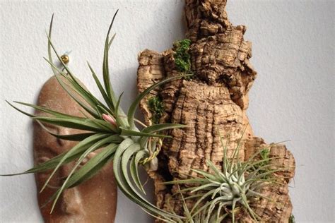 Air Plant Holder | Ceramic Vessel | Airplantman - muktibox.com