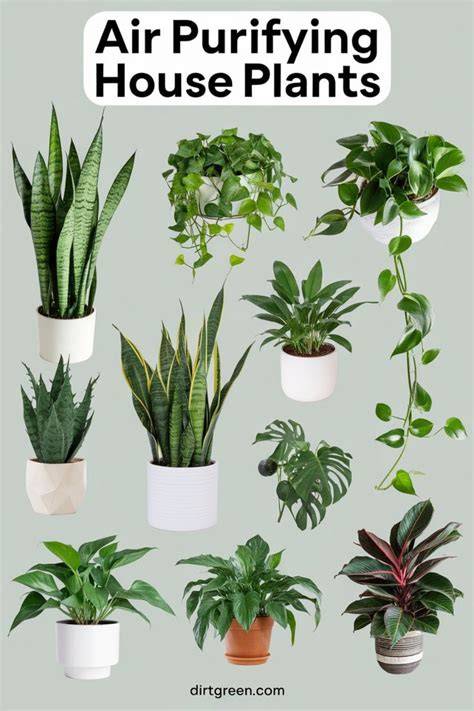 Air Purifying House Plants at Lowes.com - raincitystudios.com