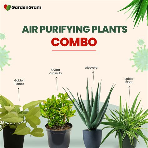 Air Purifying Plants Combo - Set of 5 Live Succulent Plants by Plant O - raincitystudios.com