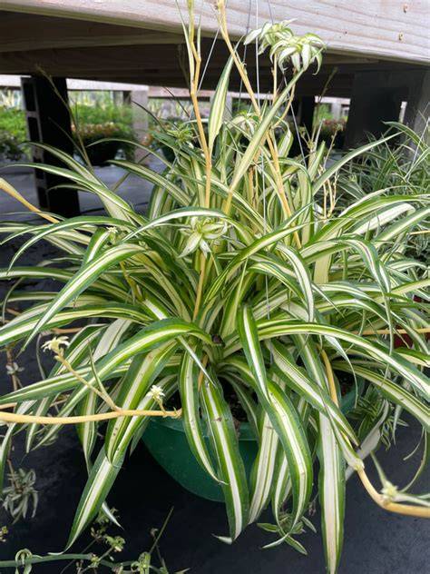 Airplane Plant or Spider Plant - HCMGA - raincitystudios.com