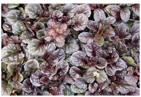 AJUGA REPANS x 5 rooted cutting eBay