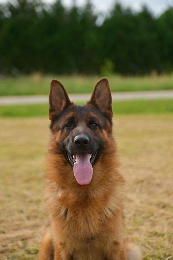 AKC Helensberg German Shepherd Puppies for Sale SC & NC