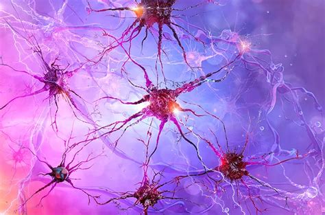 Akson - Wikipedia bahasa Indonesia, ensiklopedia bebas - muktibox.com