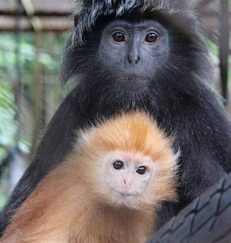 Aktivitas harian lutung jawa (Trachypithecus auratus Geoffroy ... - IPB - raincitystudios.com