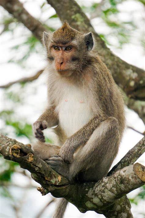Aktivitas Harian Monyet Ekor Panjang (Macaca fascicularis ... - UNISMA - raincitystudios.com