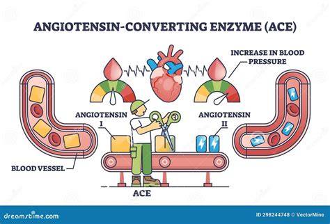 Aktivitas penghambatan angiotensin converting enzyme garam rumput laut ... - raincitystudios.com