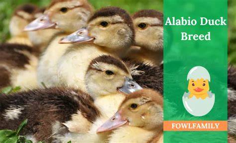 Alabio Duck - Duck Species - raincitystudios.com