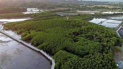 Alaminos City promotes mangrove conservation with … - raincitystudios.com