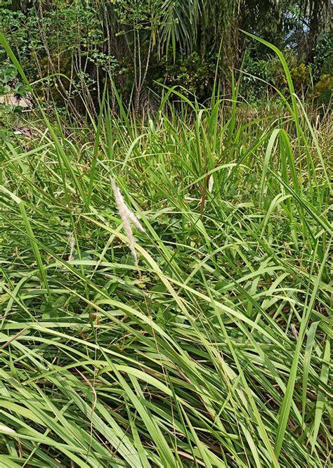 Alang-alang (Imperata cylindrica) | Feedipedia - raincitystudios.com