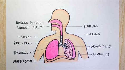 Alat Pernapasan Gurita - muktibox.com