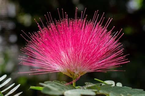 Albizia (mimosa) genus - The Wood Database - raincitystudios.com