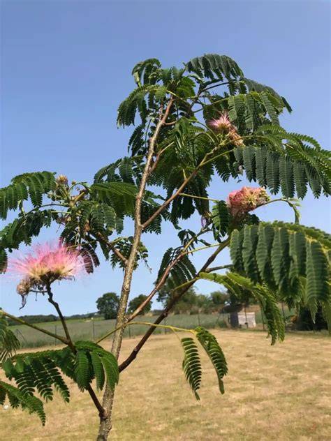 Albizia (PROSEA) - Pl@ntUse - raincitystudios.com