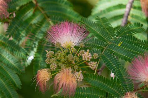 Albizia – WoodBin - raincitystudios.com
