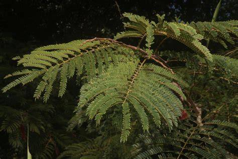 Albizia chinensis (Osbeck) Merr. - World Flora Online - raincitystudios.com