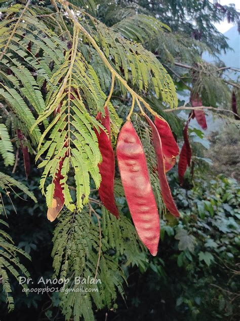 Albizia chinensis (Osbeck) Merrill - raincitystudios.com