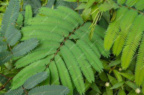 Albizia chinensis - cms.ctahr.hawaii.edu - raincitystudios.com