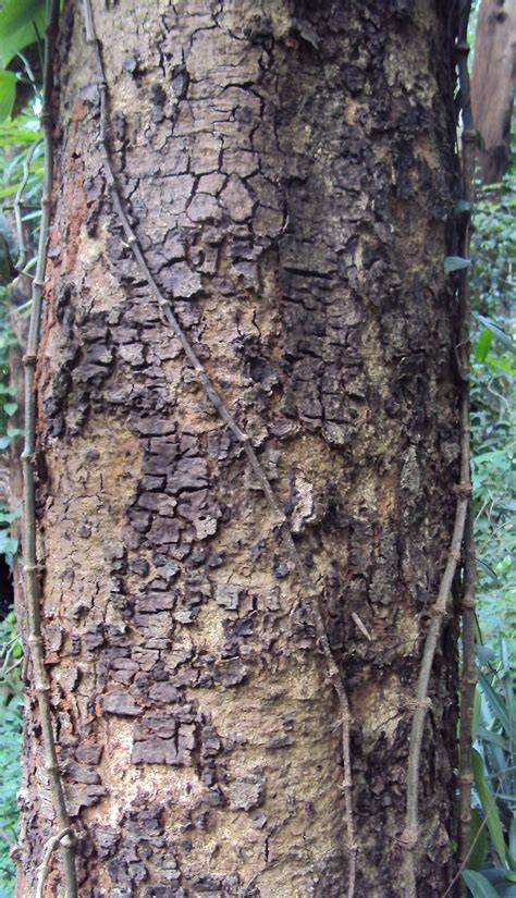 Albizia Chinensis Source : r/woodworking - raincitystudios.com