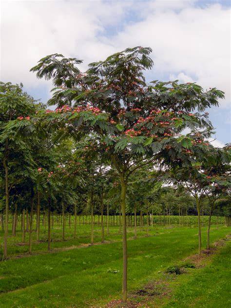 Albizia julibrissin - raincitystudios.com