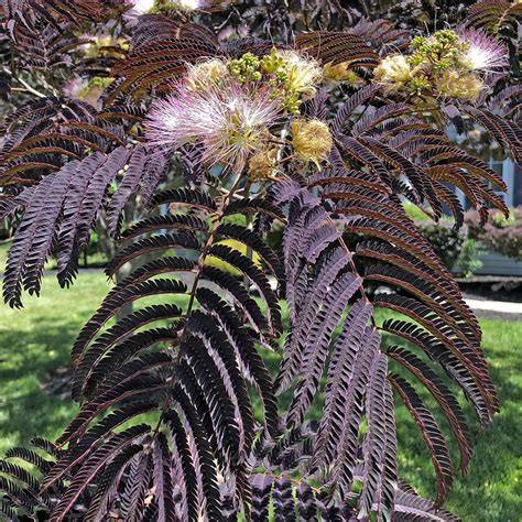 Albizia - an overview | ScienceDirect Topics - raincitystudios.com