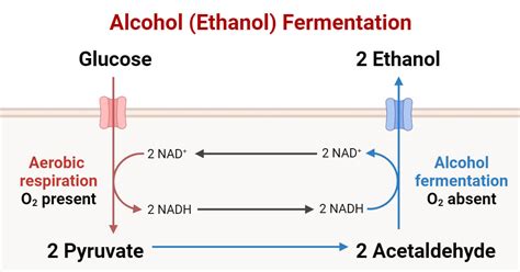 Alcohol Fermentation - Conduct Science - wintechmobiles.com