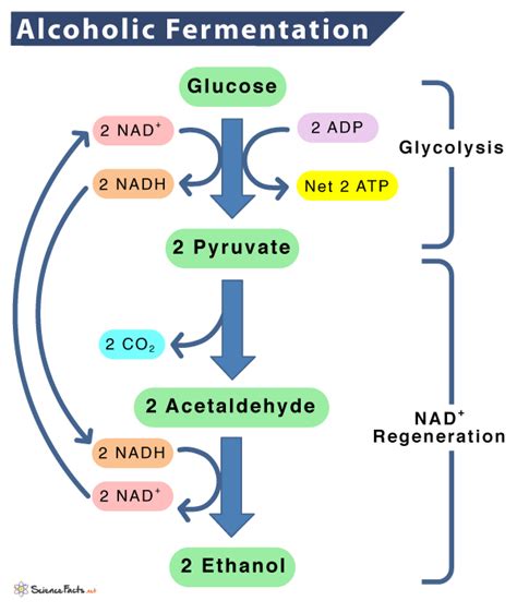 Alcoholic Fermentation - an overview | ScienceDirect Topics - wintechmobiles.com