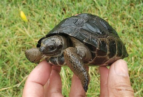 aldabra baby - elchoricharrua.com