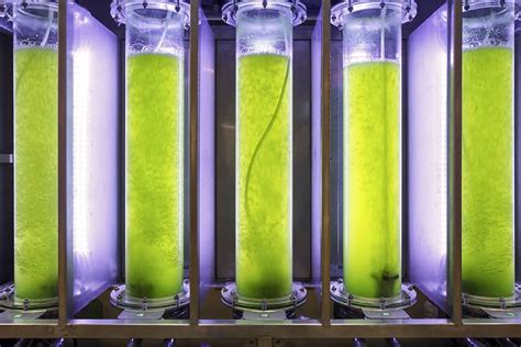 Algae Photobioreactor - Chemical Engineering - muktibox.com