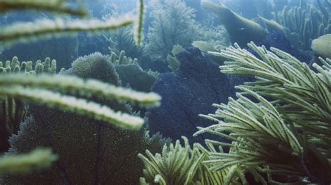 Algal Forests - Ocean Central - muktibox.com