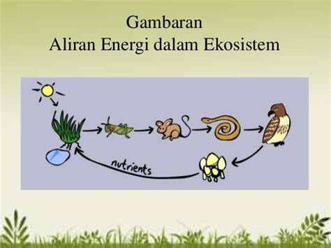 Aliran Energi Dalam Ekosistem dan Contohnya - raincitystudios.com