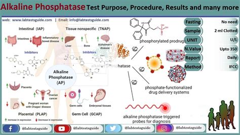 ALK Phos Test Perpose, Procedure, Results And More Lab Tests …