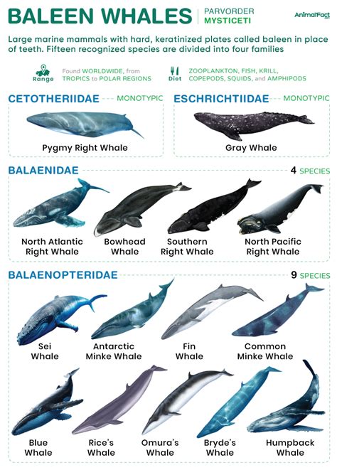 All About Baleen Whales - Diet & Eating Habits | United Parks & Resorts - muktibox.com