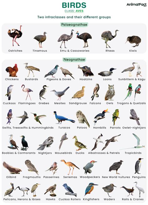 All About Birds - Birds, Cornell Lab of Ornithology - muktibox.com