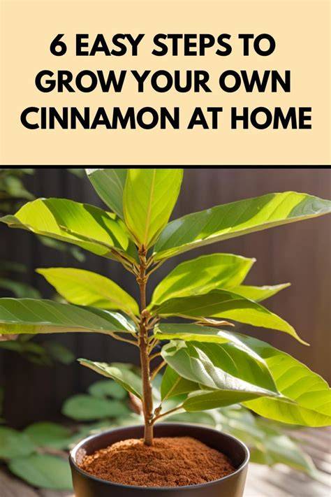 All About Cinnamon: How Does it Grow & Where it Comes From ... - 88 Acres - raincitystudios.com