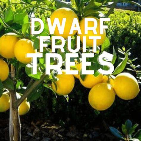 All About Dwarf Fruit Trees - Stark Bro's - raincitystudios.com