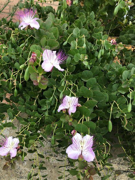 All about Herbs: Capers (Capparis spinosa) - Jekka's - raincitystudios.com