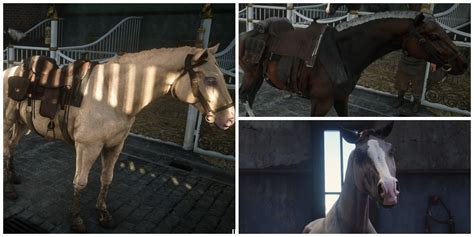 All About Horses - AMNH - muktibox.com