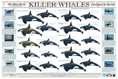 All About Killer Whales - Reproduction | United Parks - muktibox.com