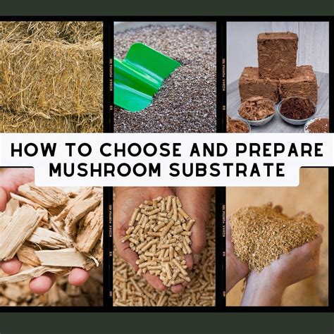 All About Mushroom Substrates - Magic Mycology - raincitystudios.com