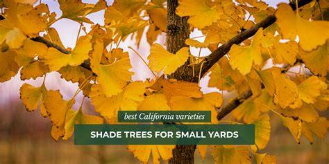 All About Shade Trees - Lowe's - raincitystudios.com