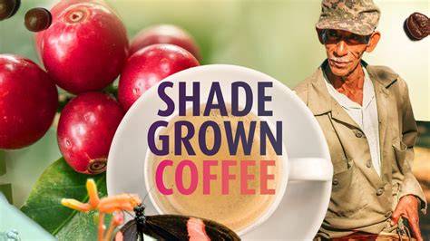 All About Shade-Grown Coffee - Era of We Coffee Forum - raincitystudios.com