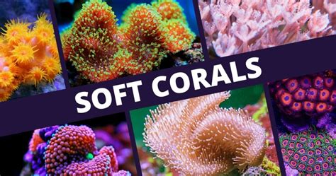 All About Soft Corals - Ocean Conservancy - wintechmobiles.com
