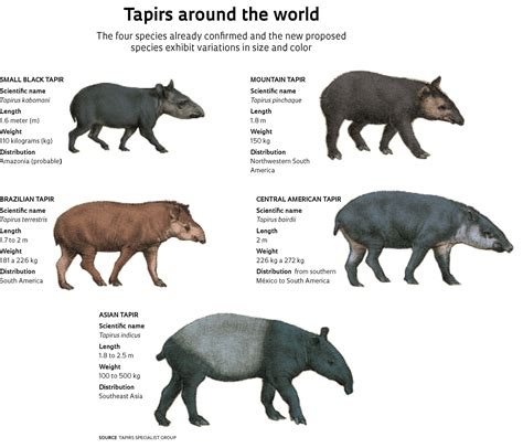All About the Terrific Tapir | Tapir Specialist Group - wintechmobiles.com