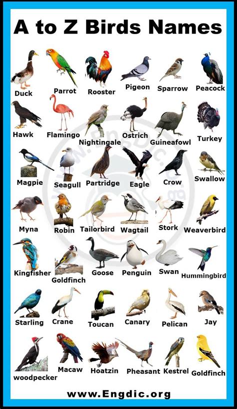 ALL BIRDS - BIRD LIST