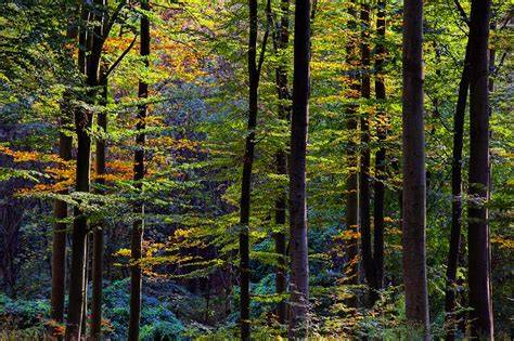 All Sections | Forests | MDPI - raincitystudios.com