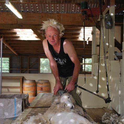 All You Need To Know About Sheep Shearing - Tanner Trading - raincitystudios.com