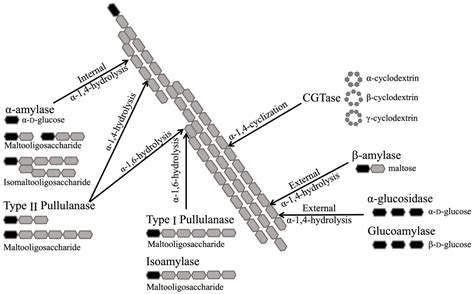 Alpha-Amylase | Springer Nature Link - muktibox.com