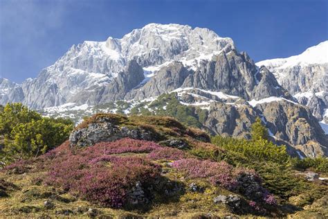 Alpine Ecosystems - US Forest Service - muktibox.com