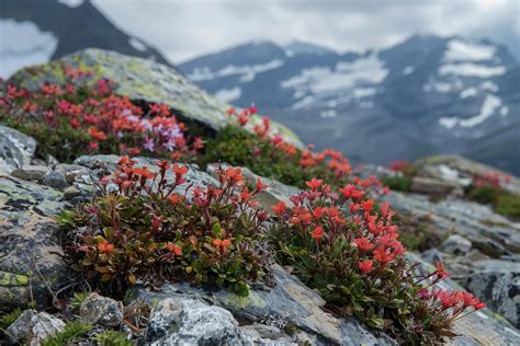 Alpine plant - muktibox.com